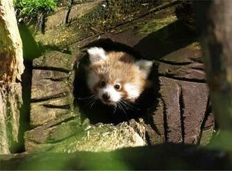 Cute Red Pandas Wallpaper