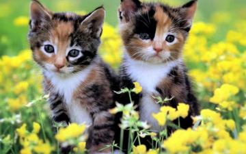 Beautiful Kitten Wallpaper On