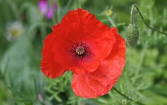 Red Wallpaper Photos Poppy