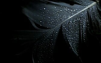 Black Dark Wallpaper Feathers