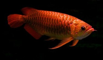 Red Arowana Photo And Wallpaper Cute Pictures