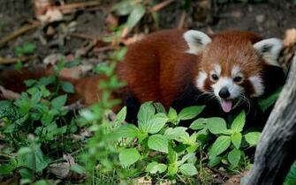 Red Panda Computer Wallpaper Desktop Background Id
