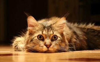 Cute Wallpaper Funny Cat