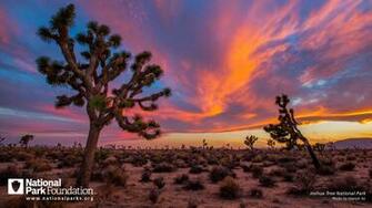 Joshua Tree Wallpaper