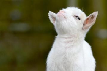 Goat Wallpaper For Windows Proud HD