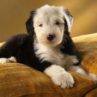 Fluffy Puppy Laying On Pillows Wallpaper