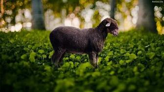 Sheep Wallpaper HD Background Image Pics Photos
