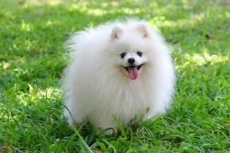 Pomeranian Dog Background Wallpaper Dogbreedswallpaper