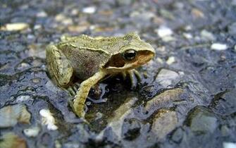 Wallpaper S Desktop Frog Picture
