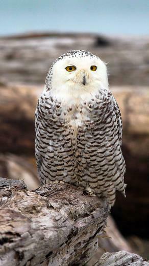 Snowy Owl Galaxy S5 Wallpaper Samsung HD