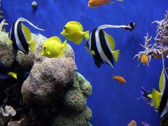 Wallpaper Ocean Marine Biology HD Walls Find
