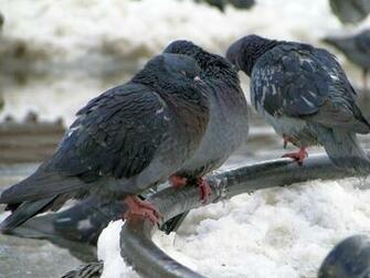 Winter Birds Pigeons Wallpaper