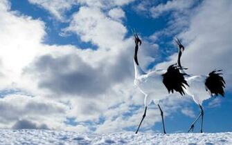 Winter Awesome Birds HD Love Wallpaper