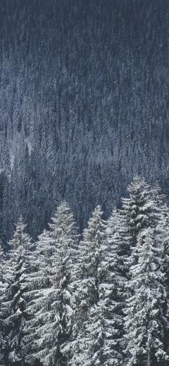 Winter Forest iPhone X Wallpaper Best Pictures