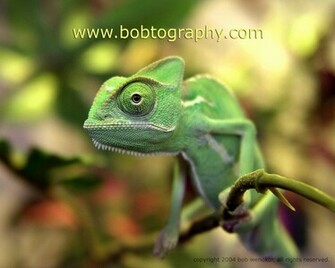 Chameleon Wallpaper