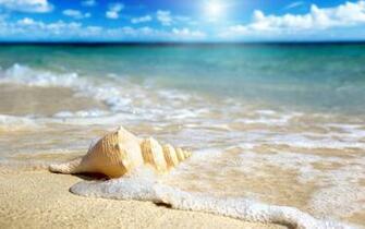 Shell On The Beach Wallpaper