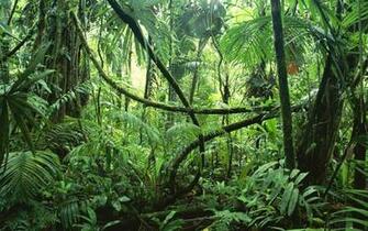 Green Vines Leaves Path Trail Sunlight Tropical Wallpaper Background