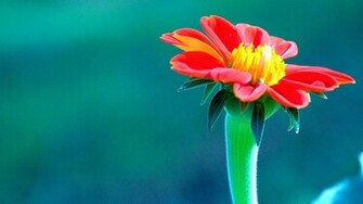 Image Of Exotic Flowers And Wallpaper