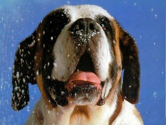 St Bernard Wallpaper