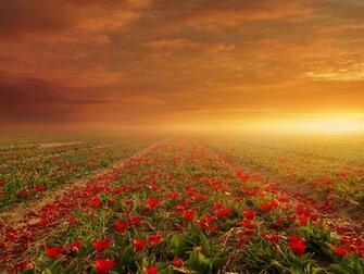 Flower Fields Wide HD Wallpaper Expert