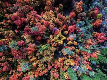 Aerial Of Autumn Forest By Layne Lawson