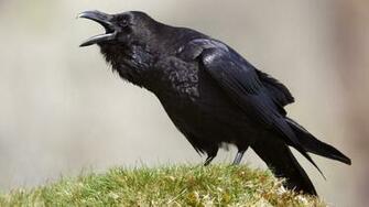 Wallpaper Name Raven Talking Bird Jpg Added May