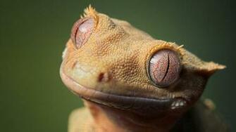 Lizard HD Wallpaper High Quality