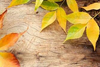 Autumn Forest Background Acorns On Tree Bark And Colorful
