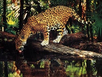 Cat Wallpaper Big Cats