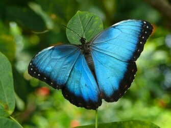 Desktop Background Butterfly