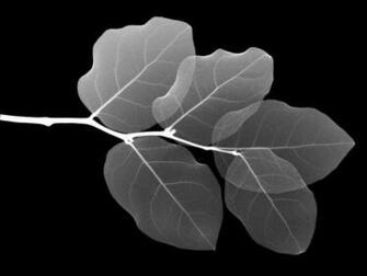 Leaf X Ray Desktop Pc And Mac Wallpaper