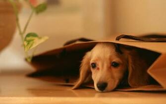 Lovely Dog Wallpaper Puppies