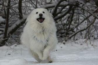 Snow Dog