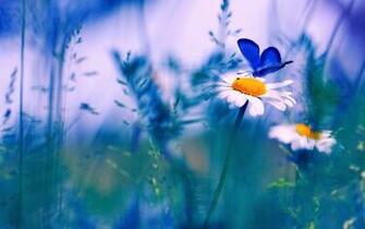 Spring Butterfly HD Desktop Background Wallpaper Attachment