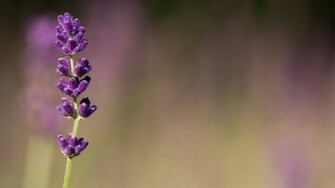 Lavender Wallpaper HD