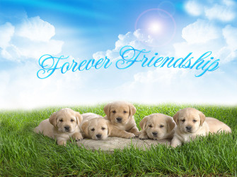 Love Quotes Wallpaper