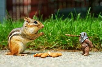 Thursday Funny Animals Hq Wallpaper