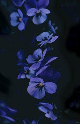 Kaylynn Smallwood On Wallpaper In Flower