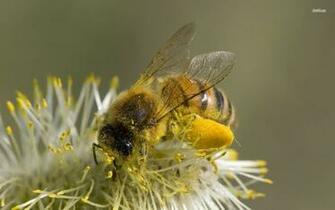 Honey Bee Wallpaper Animal
