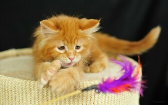 Pictures Lolcat Funny Cat Desktop Wallpaper For