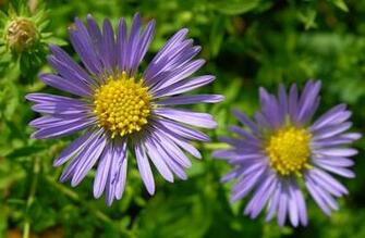 Red Blue Purple With Yellow In The Language Of Flowers Lavender
