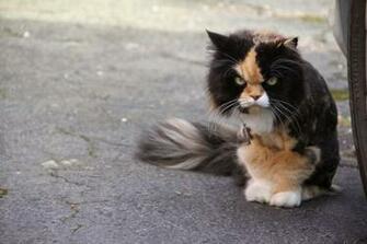 Desktop HD Wallpaper S Angry Cats