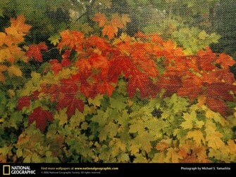 Fall Foliage Photo Of The Day Picture Photography Wallpaper