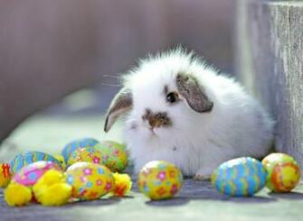 Adorable Easter Wallpaper HD