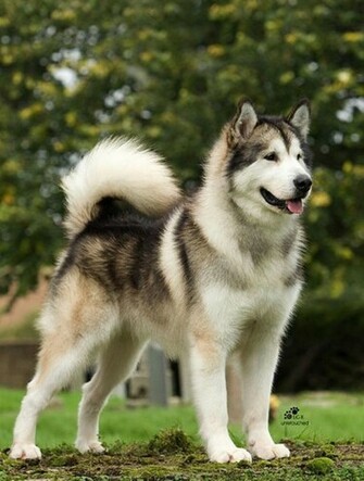 Giant Alaskan Malamute Puppiesakita Puppies Wallpaper