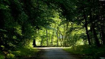 Nature Background Wallpaper