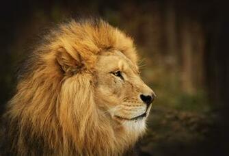 Lion Wallpaper Background Desktop