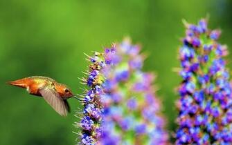 Hummingbird Computer Wallpaper Desktop Background Id