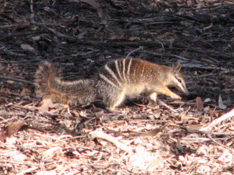 Numbat Computer Wallpaper Desktop