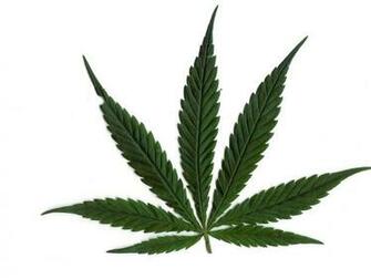 Marijuana Wallpaper